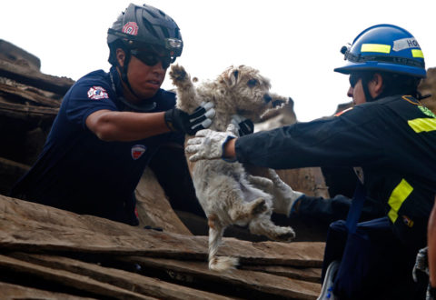 7. cane terremoto 128958_original-480x330
